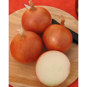 Лук Яровой МЕДУЗА F1 / MEDUZA F1 Takii Seeds