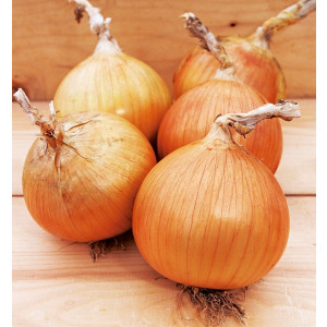 Лук Яровой ВЕРДОН F1 / VERDON F1 Takii Seeds