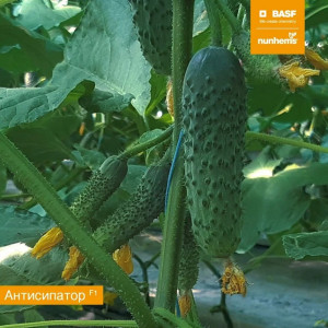 Огурец АНТИСИПАТОР F1 / ANTISIPATOR F1 Nunhems