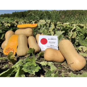Тыква СОНАТА (JL 2002) F1 / Atakama Seeds