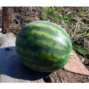 Арбуз ВЕЛИКАН F1 / VELIKAN F1 Quality Seeds