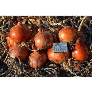 Лук Яровой БЕРЕКЕТ / BEREKET Me-Tan Seeds