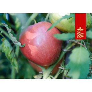 Томат ФУДЖИЯМА F1 / FUJIAMA F1 Tashido Seeds