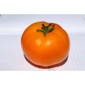 Томат ГОЛД F1 / GOLD F1 Quality Seeds