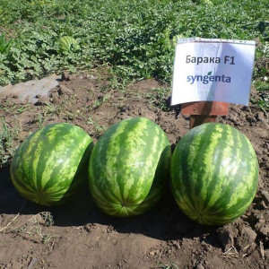 Арбуз БАРАКА F1 / BARAKA F1 Syngenta