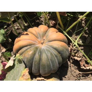 Тыква МУСКАТНАЯ ПРОВАНСКАЯ / MUSCAT PROVENCE Clause