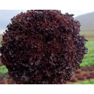 Салат лолло росса БАКУС F1 / BAKUS F1 Vilmorin