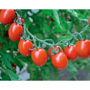 Томат ТУТТИ ФРУТТИ F1 / TUTTI FRUTTI F1 Clause