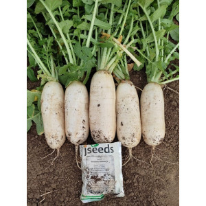 Дайкон ПИНОККИО БИАНКО F1 / PINOCCHIO BIANCO F1 JSeeds Nongwoo Bio
