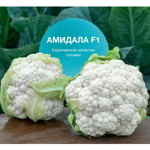 Капуста цветная АМИДАЛА / AMIDALA F1 Syngenta
