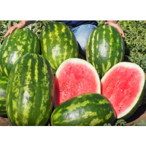 Арбуз ВИЗИРЬ F1 / VIZIR F1 Yuksel Tohum