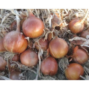 Лук Яровой ДРАГОН F1 / DRAGON F1 Soto Seeds