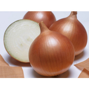 Лук Яровой БЕНЕФИТ F1 / BENEFIT F1 Takii Seeds