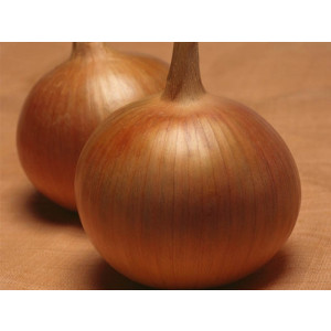 Лук Яровой БОНУС F1 / BONUS F1 Takii Seeds