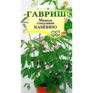 Комнатные Мимоза Кампина Гавриш