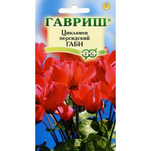 Комнатные Цикламен Габи персидский Гавриш