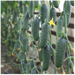 Огурец САТОМИ F1 (KS 84) / SATOMI F1 Kitano Seeds