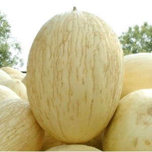 Дыня ПЕРФЕКТО БРАНКО F1 / PERFECTA BRANCO F1 Unigen Seeds