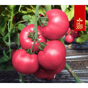 Томат ПИНК ШОТ F1 / PINK SHOT F1 Tashido Seeds