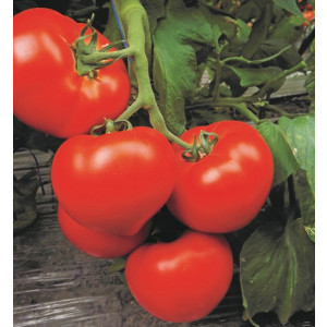 Томат КАПЕЛЛА F1 / KAPELLA F1 Global Seeds