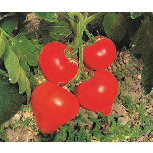 Томат АКСЕЛЬ F1 / AKSEL F1 Global Seeds
