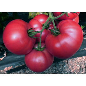 Томат ВЕРМИЛИОН F1 / VERMILION F1 Global Seeds