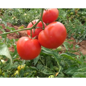 Томат ДРИАДА F1 / DRIADA F1 Global Seeds