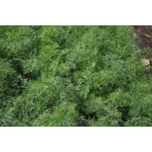 Укроп КРОКОДИЛ / CROKODIL Global Seeds