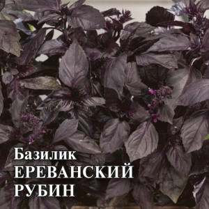 Базилик фиолетовый ЕРЕВАНСКИЙ РУБИН Гавриш