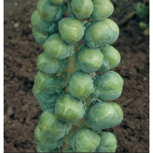 Капуста брюссельская АБАКУС / ABAKUS  Syngenta