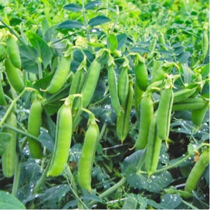 Горох ТРОФИ / TROFI Syngenta