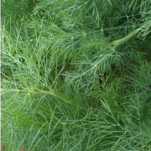Укроп КОМПАКТ / KOMPAKT Greentime
