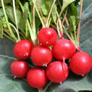 Редис ЧЕРРИ БЕЛЛ F1 / CHERRY BELL F1 Greentime