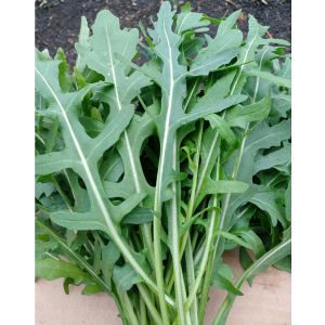 Руккола ДИКАЯ / ARUGULA WILD Greentime