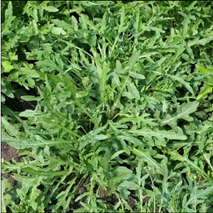 Руккола (Индау) дикая СТРЕЛЫ КУПИДОНА Поиск