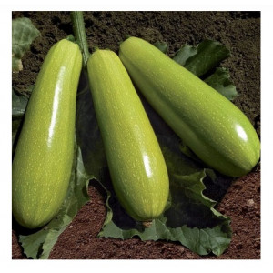 Кабачок ЯЗУМА (KS 3714) F1 / YAZUMA F1 Kitano Seeds
