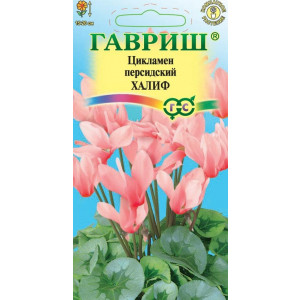 Комнатные Цикламен Халиф персидский Гавриш