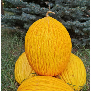 Дыня РОКСИ F1 / ROKSI JSeeds