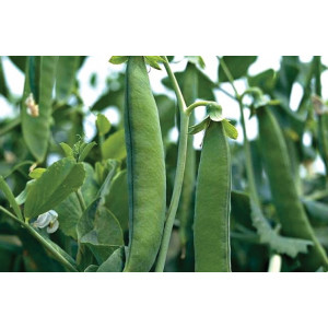 Горох ГРЮНДИ / GRYUNDI Syngenta
