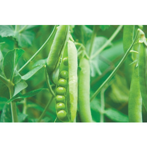 Горох МУЦИО / MUTSIO Syngenta