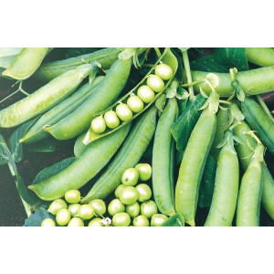 Горох ПРЕЛАДО / PRELADO Syngenta