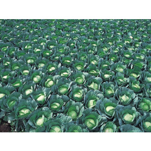 Капуста белокочанная ГРИН РИЧ F1 / GREEN RICH F1 Takii Seeds