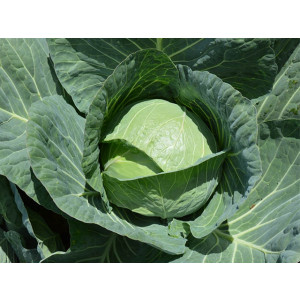 Капуста белокочанная КОМПАС F1 / COMPASS F1 Takii Seeds