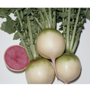 Редька РЕД МИТ F1 / RED MIT F1 Takii Seeds
