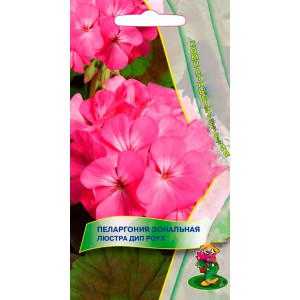 Комнатные Пеларгония зональная Люстра Дип Роуз ЦВ Поиск