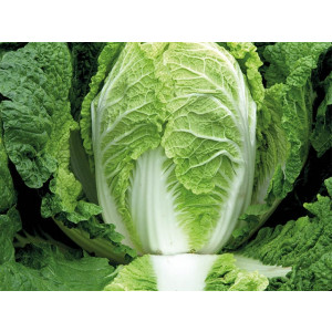 Капуста пекинская ПРЕДУРО F1 Takii Seeds