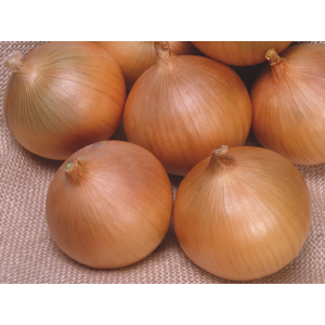 Лук Яровой ТАКСТАР F1 / TAKSTAR F1 Takii Seeds