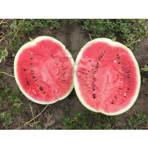 Арбуз ЭНИГМА F1 (HSR 4680) / ENIGMA F1 (HSR 4680) Hollar Seeds