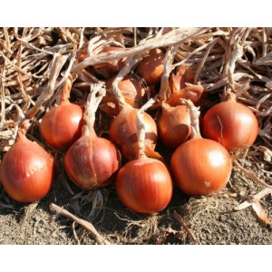 Лук Яровой ST 5520 F1 Soto Seeds