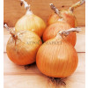 Лук Яровой ВЕРДОН F1 / VERDON F1 Takii Seeds 